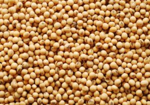 Soya Beans